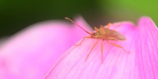 HD:近距离观察粉红色花朵上的小昆虫