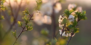 夕阳中的樱花