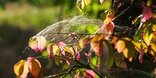 蜘蛛网和蜘蛛在风中摇摆。