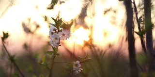 夕阳中的樱花