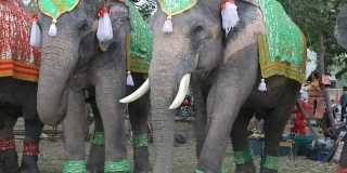 在一年一度的大象节上装饰的大象