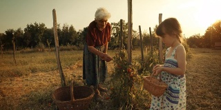 POV，用户生成内容。一个小女孩向她的祖母学习如何摘西红柿。真实的人，乡村场景，。镜头光晕，特殊角度，GoPro。