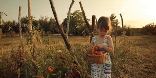 POV，用户生成内容。一个小女孩学习如何摘西红柿。真实的人，乡村场景，。镜头光晕，特殊角度，GoPro。