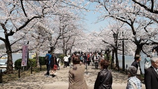 游客在樱花花园视频素材模板下载