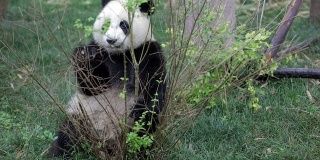 熊猫吃树叶