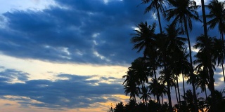 日落时分的棕榈树，越南美奈
