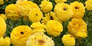 毛茛属植物的黄色花朵