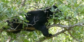 科罗拉多利特尔顿的小黑熊在树顶上吃橡子