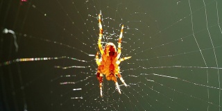 蜘蛛与网络