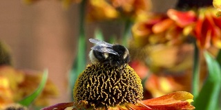 从花园里的花中采集花蜜和花粉的蜜蜂