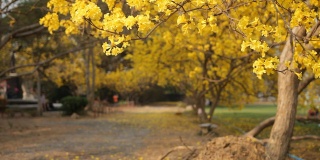 黄色的花落
