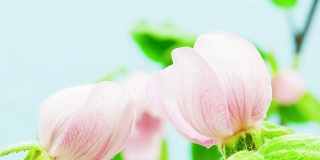 贴梗海棠的花朵