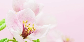 贴梗海棠的花朵