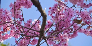 粉红色樱花中的小鸟(日本白眼睛)