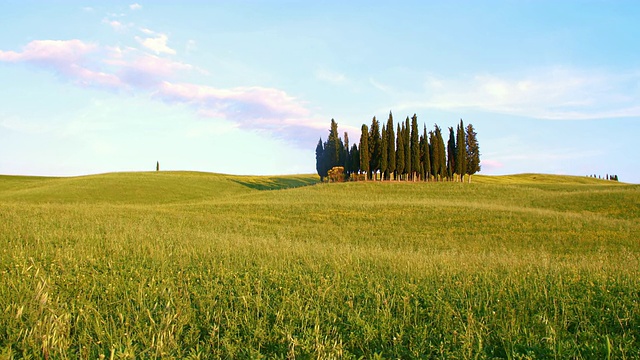 DS Windy meadow surrounding cypress trees