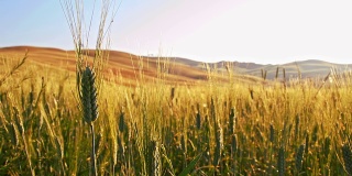 近距离观察麦田里的小麦穗