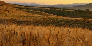 托斯卡纳农村的麦田