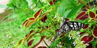 花园里的蝴蝶