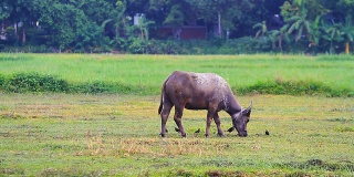 Farming Water Buffalo