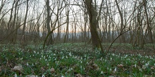 HD Motion Time-Lapse: Snowbells In Forest
