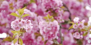 美丽的粉红色樱花在风中飞舞