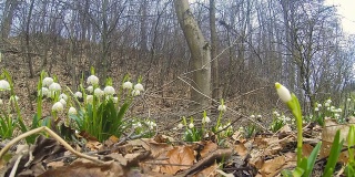 HD Motion Time-Lapse: Snowbells In The Forest