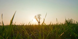 HD TIME-LAPSE: Field And A Tree With Lookout Tower