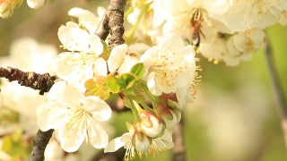 樱花上的蜜蜂视频素材模板下载