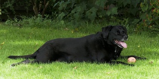 夏日里，一条成熟的狗躺在树荫下