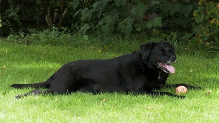夏日里，一条成熟的狗躺在树荫下视频素材模板下载