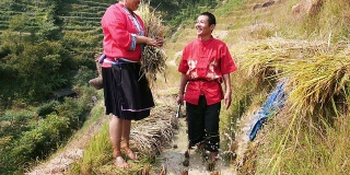 水稻梯田中的中国农民