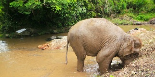 大象在玩泥巴