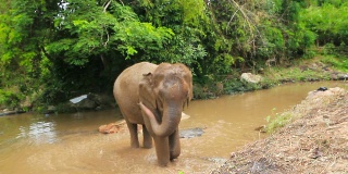 大象玩泥巴
