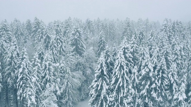 空中的积雪覆盖的森林道路