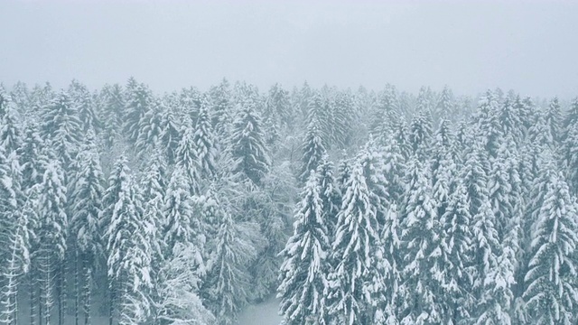 白雪覆盖的树木环绕着白色的道路