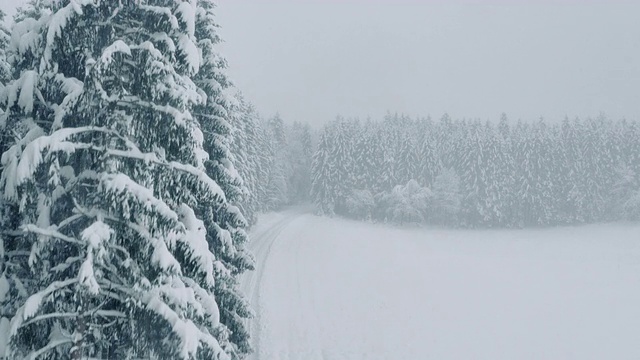 空中飞雪覆盖着树木，环绕着一条白色的森林道路