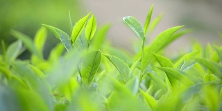 近距离观察绿茶的叶子