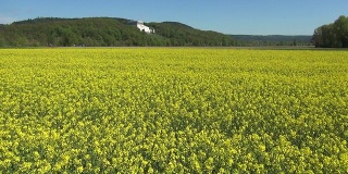 德国多瑙河流域空中立交桥上的油菜籽田