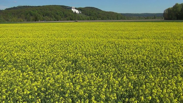 德国多瑙河流域空中立交桥上的油菜籽田