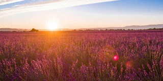 夏日日落时紫色的薰衣草田