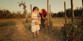 一个小女孩向她的祖母学习如何摘西红柿。真实的人，乡村场景，。镜头光晕，特殊角度，GoPro。