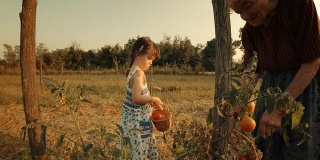 一个小女孩向她的祖母学习如何摘西红柿。真实的人，乡村场景，。镜头光晕，特殊角度，GoPro。