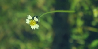 高清:白草的花