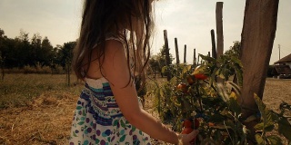 一个小女孩学习如何摘西红柿。真实的人，乡村场景，。镜头光晕，特殊角度，GoPro。