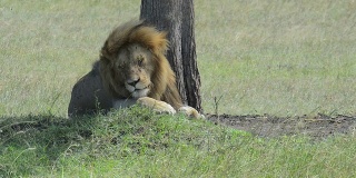 狮子在树荫下休息