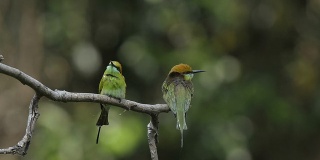 绿色的食蜂鸟栖息在一根树枝上