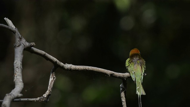 绿色的食蜂鸟栖息在一根树枝上