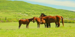 山上牧场上的一群马