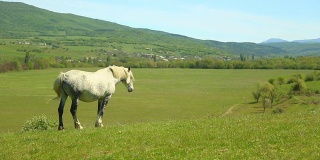 山地牧场上的马