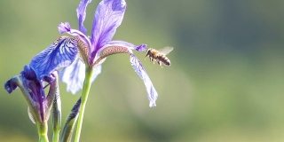 虹膜与蜜蜂